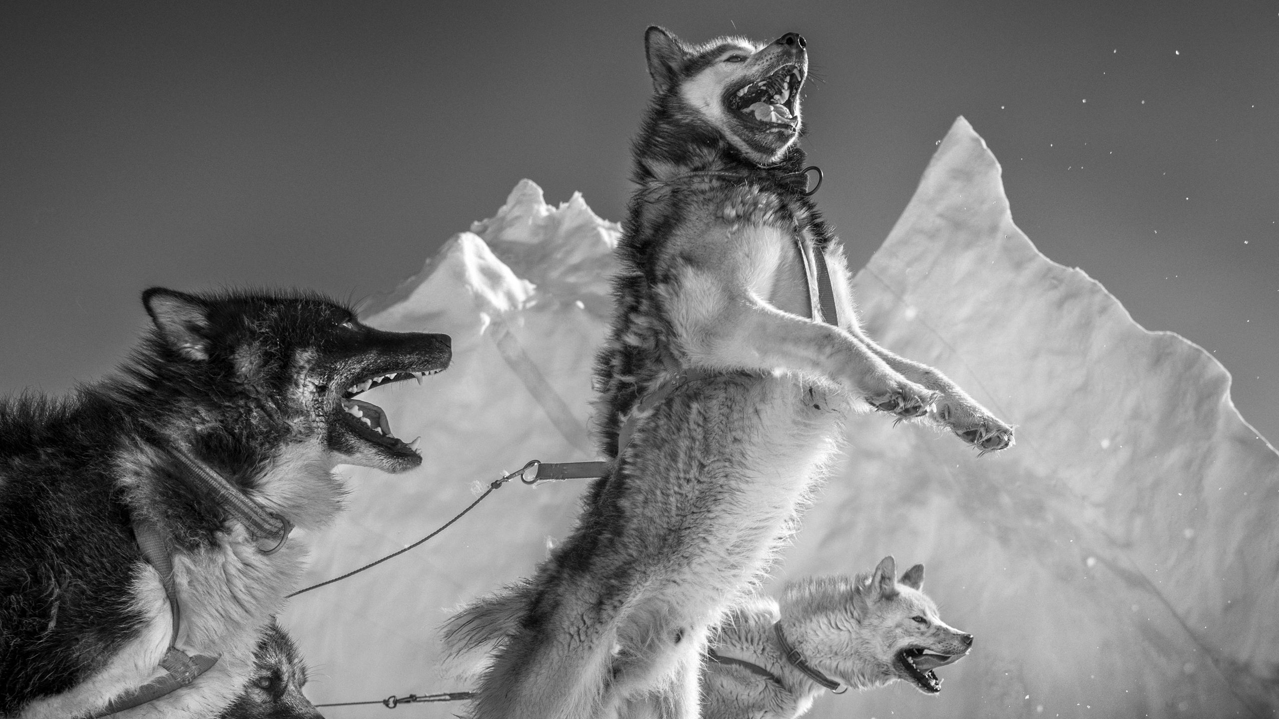 2560x1440 One Of The Greatest Polar Bear Hunters Confronts A Vanishing World. The New Yorker