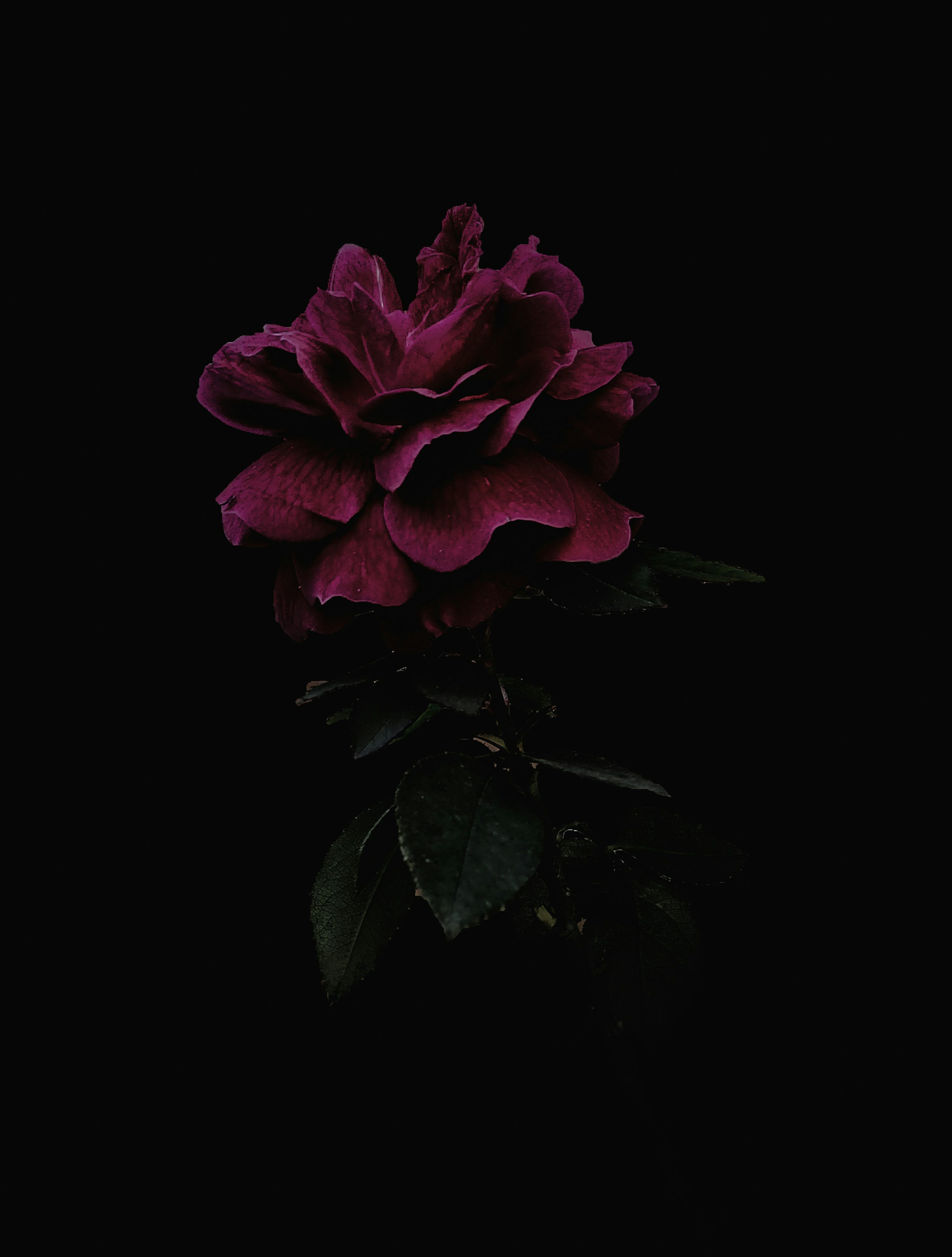 3000x3960 Dark Flower Picture. Download Free Image