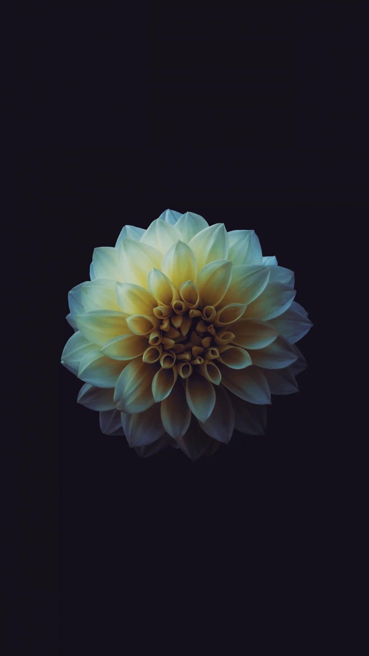 1200x2133 Dark Blossoming Flower