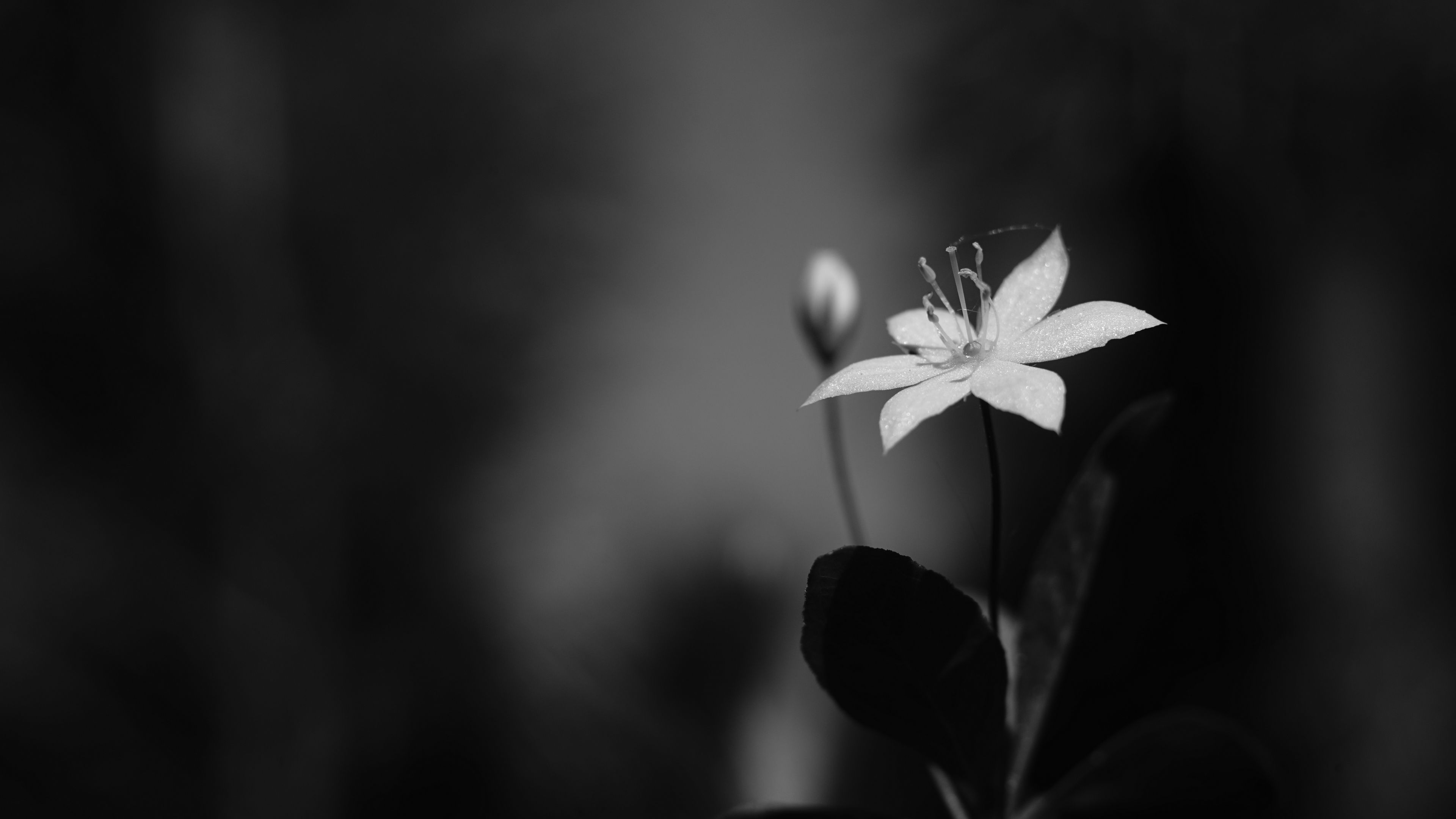 3840x2160 Download wallpaper 3840x2160 lysimachia, flower, petals, black and white 4k uhd 16:9 HD background
