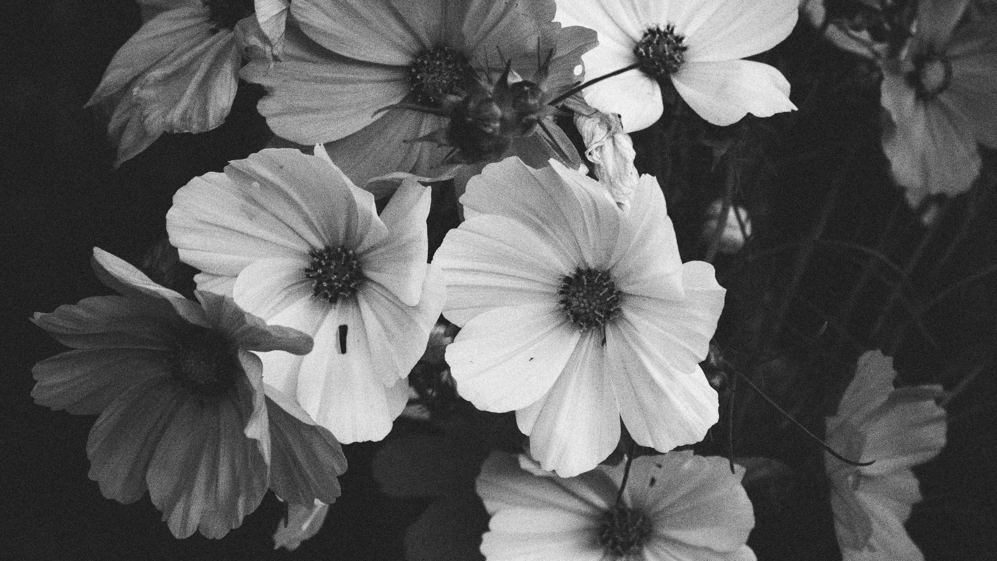3840x2160 Black And White Kosmeya Flowers Bouquet Dark Background 4K HD Flowers Wallpaper