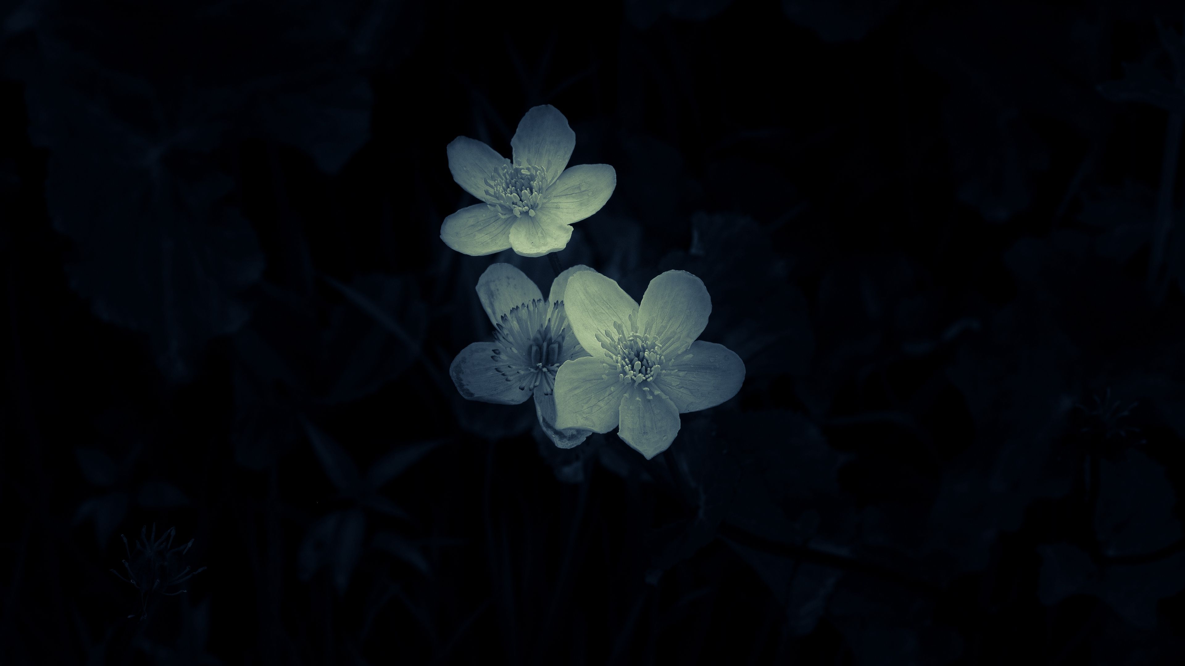 3840x2160 Black Flower 4k Wallpaper