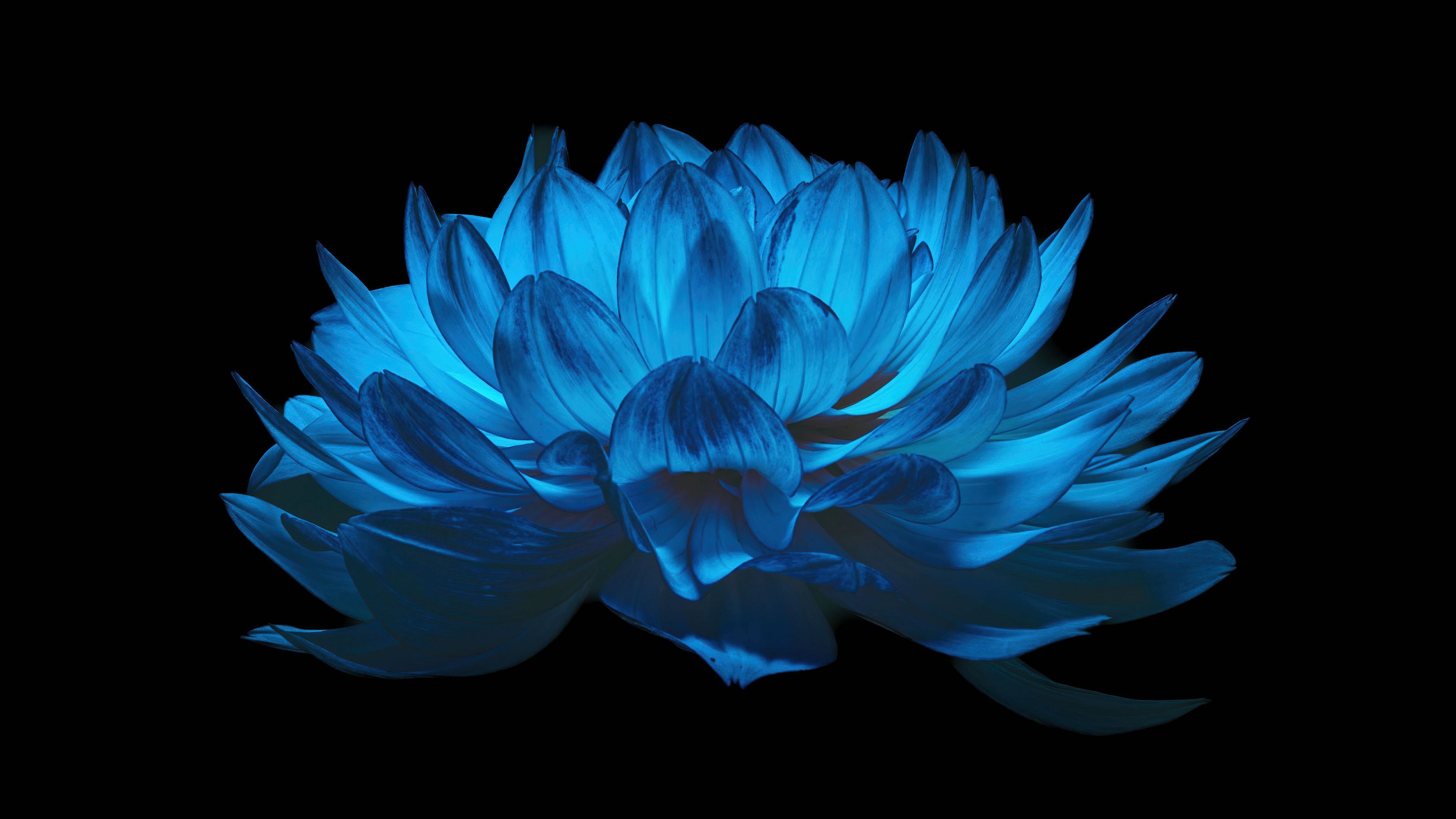 3840x2160 Dahlia flower Wallpaper 4K, AMOLED, Blue flower