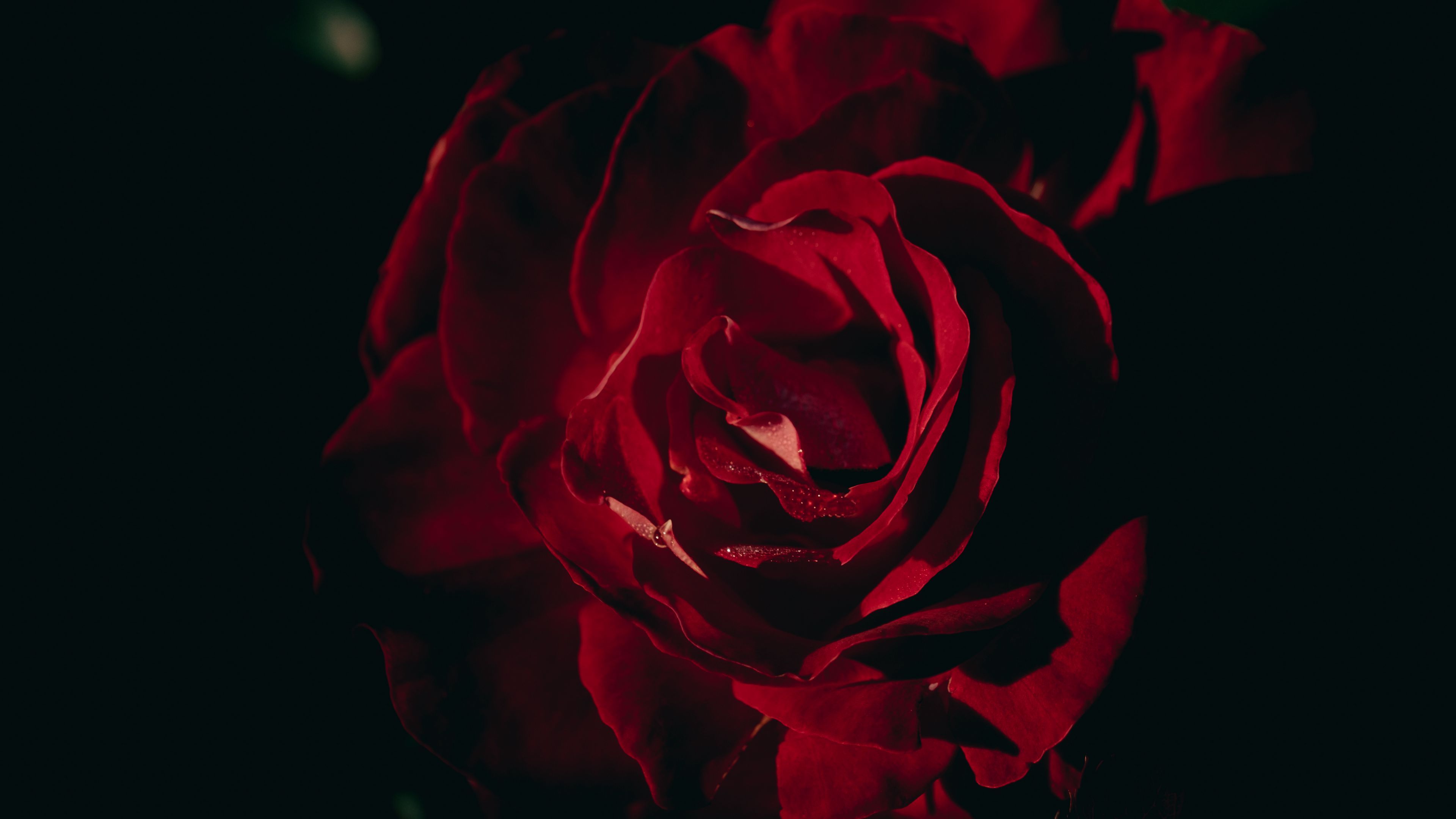 3840x2160 Closeup View Dark Red Rose Petals Flower Black Background 4K HD Flowers Wallpaper