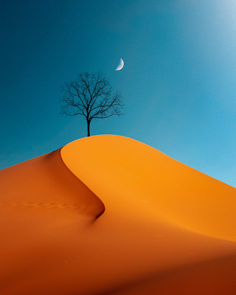 800x1000 Lifeless, Nature, atmosphere, sky, minimal, Minimalism, texture, Tree, minimalist, HD phone wallpaper