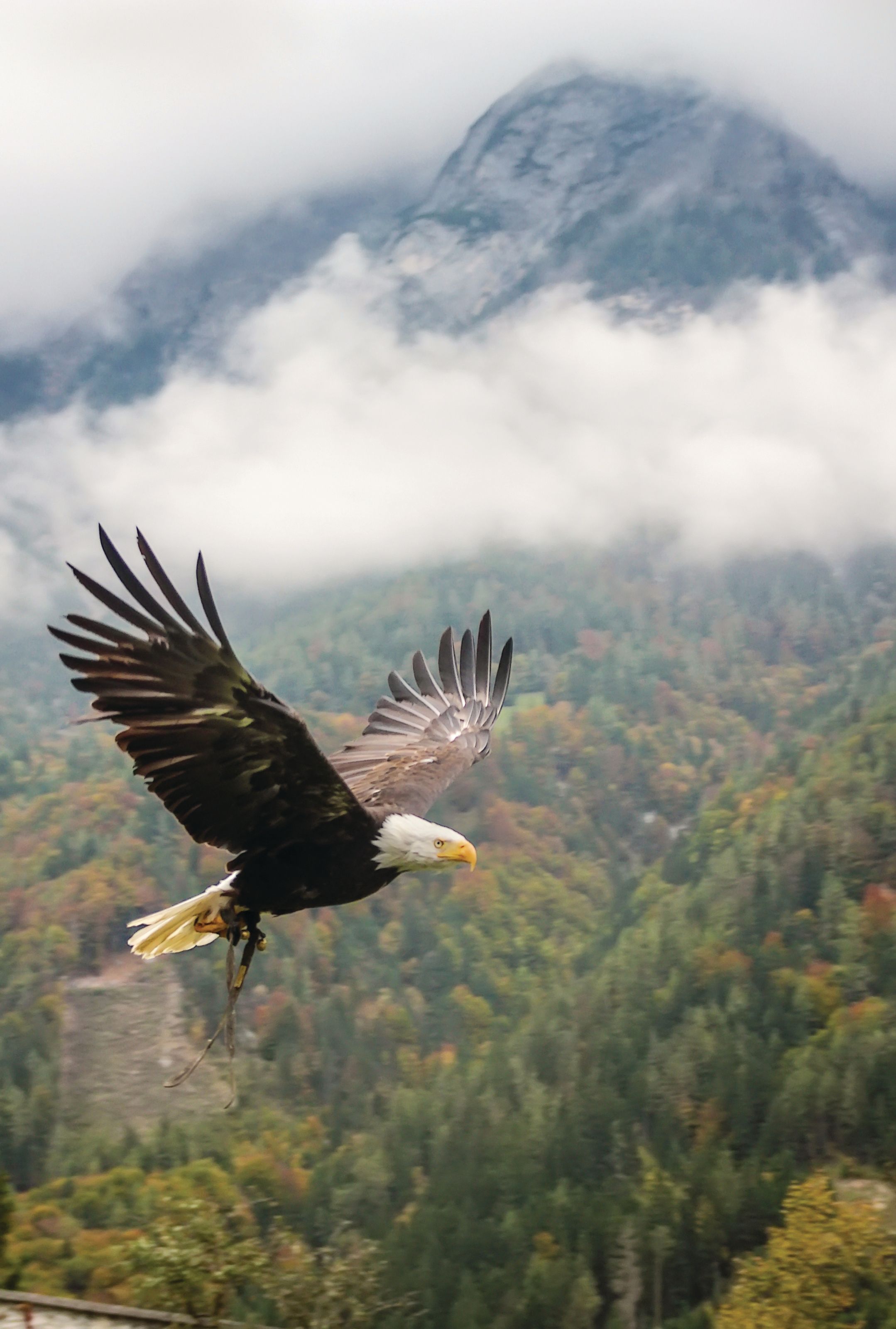 2158x3200 Bald Eagle Flight Wall Mural