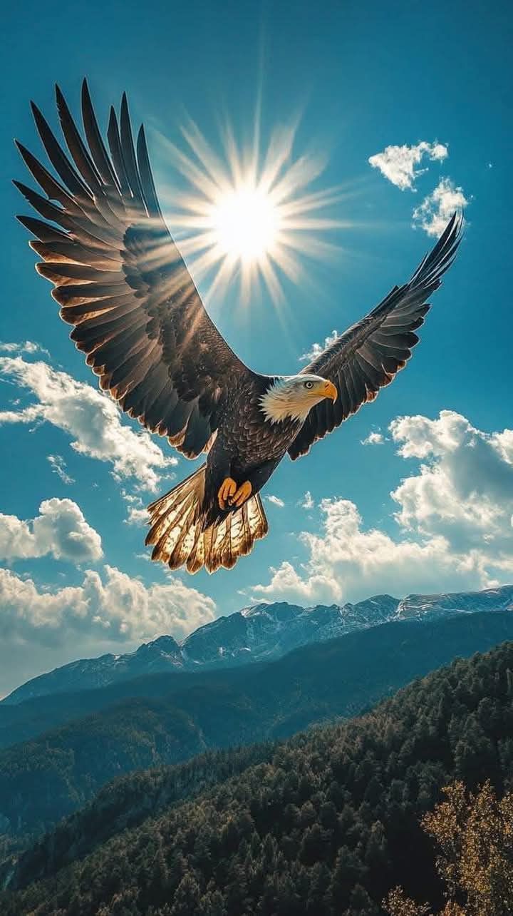 720x1284 Eagle soaring wallpaper. Eagle flying sunset wallpaper, Eagle flying over mountains background, Eagle picture