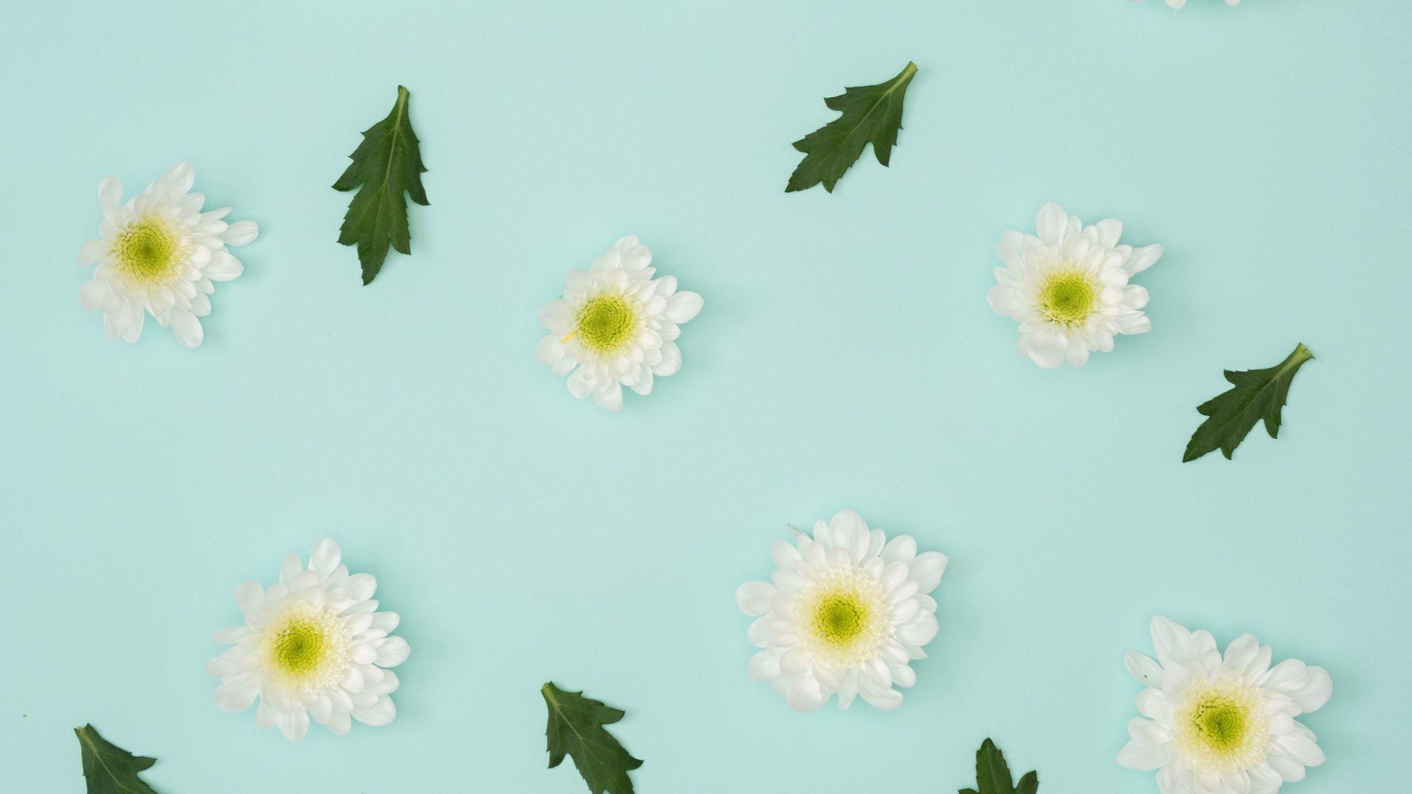 2048x1152 Download wallpaper 2048x1152 chamomile, leaves, minimalism, pastel