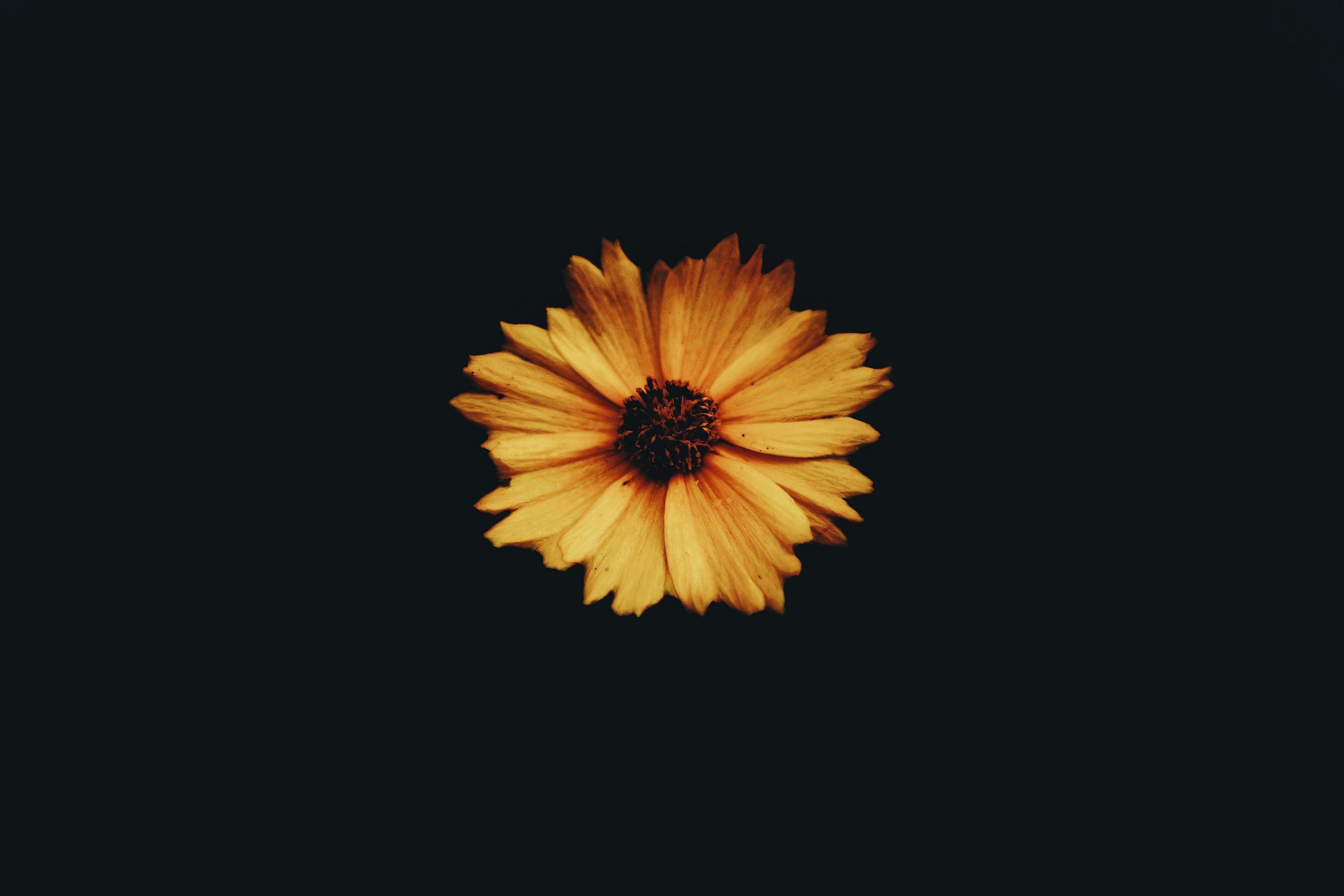 3840x2560 flower yellow black background and simplicity HD 4k wallpaper