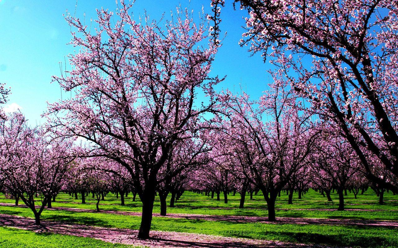 1280x800 Spring Scents desktop PC and Mac wallpaper