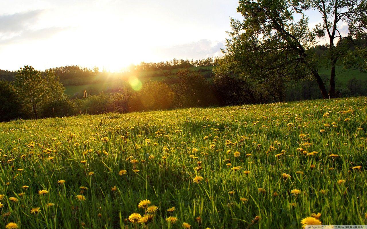 1280x800 Spring Meadow s wallpaperx800