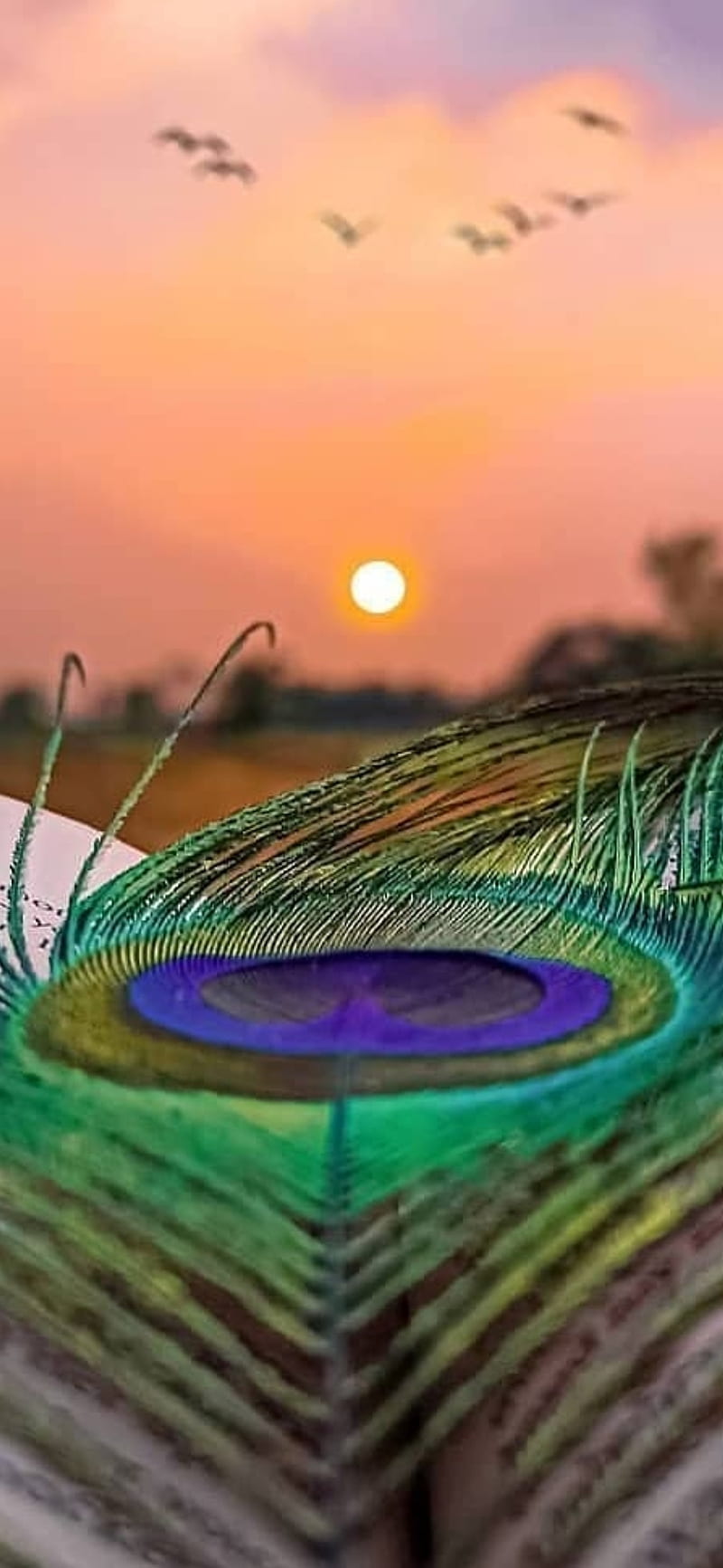 800x1733 Krishna, amazing, life, peacock feather, sun, universe, wonderful, world, HD phone wallpaper