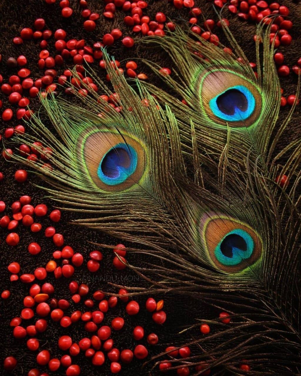 1024x1280 Flute And Peacock Feather Wallpaper