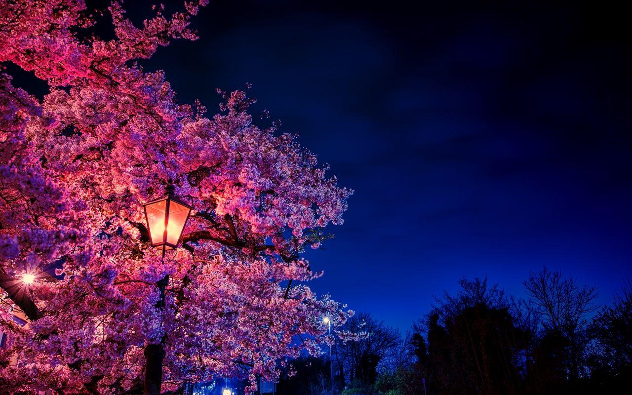 1280x800 Download wallpaper 1280x800 sakura, flowers, lantern, blooms