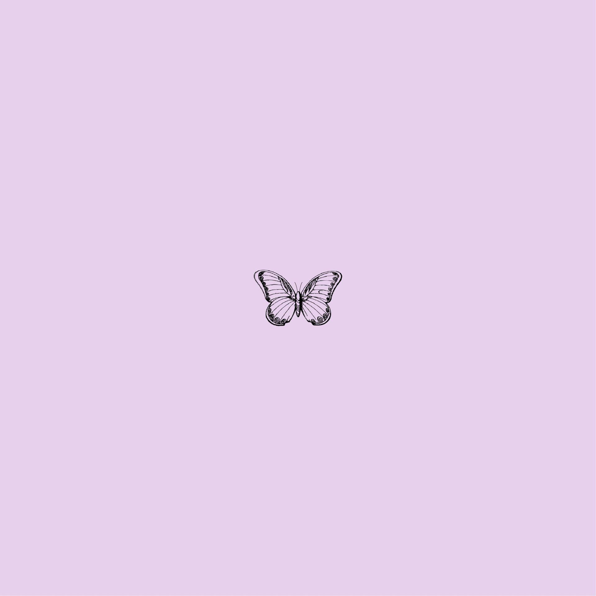 1920x1920 Light Purple Butterfly Wallpaper