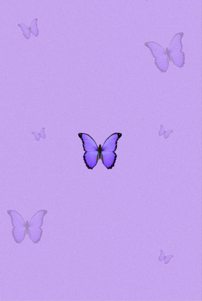 804x1200 Light Purple Butterfly Wallpaper