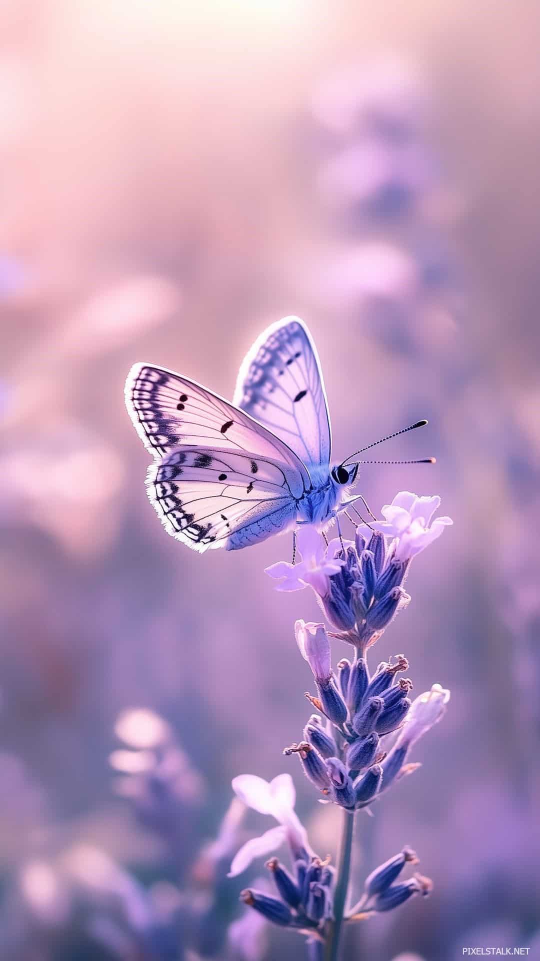 1080x1920 Butterfly iPhone Wallpaper