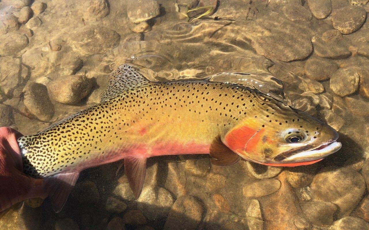 1280x800 Best Flies For Cutthroat Trout Missoulian Angler Fly Shop