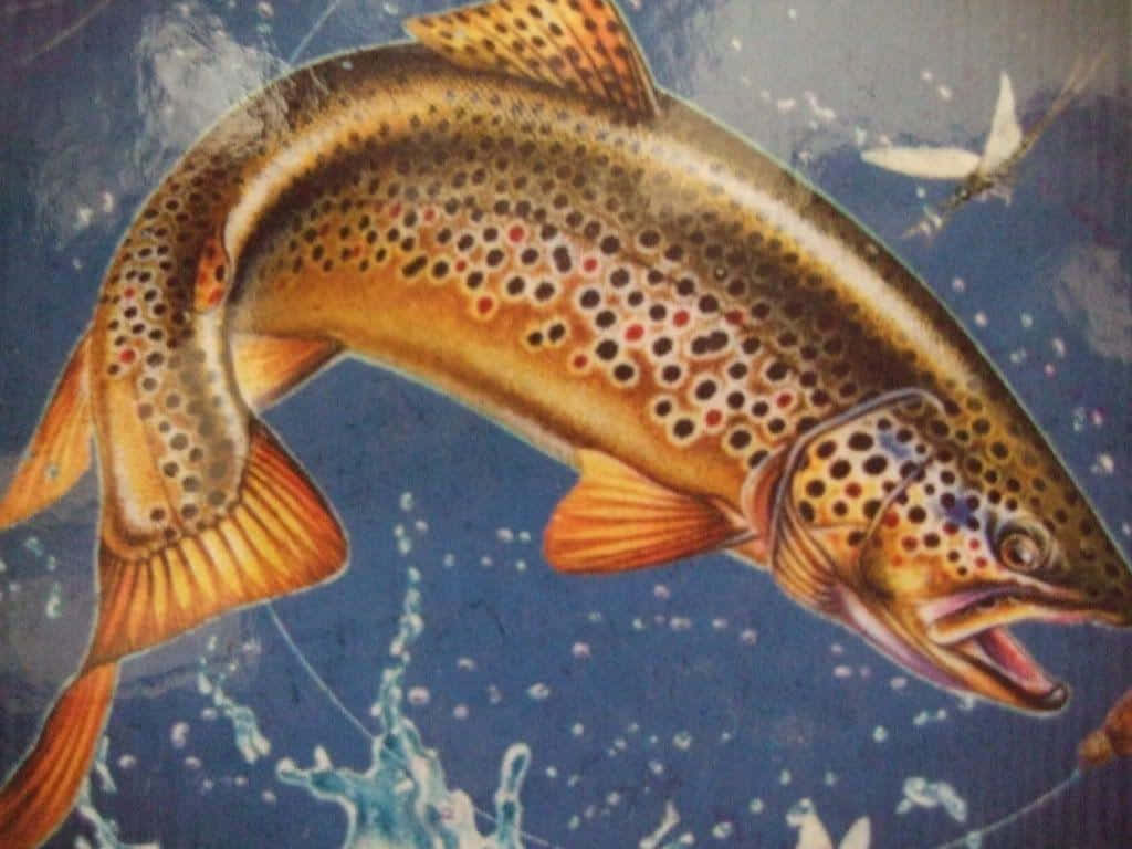 1024x768 Brown Trout Wallpaper