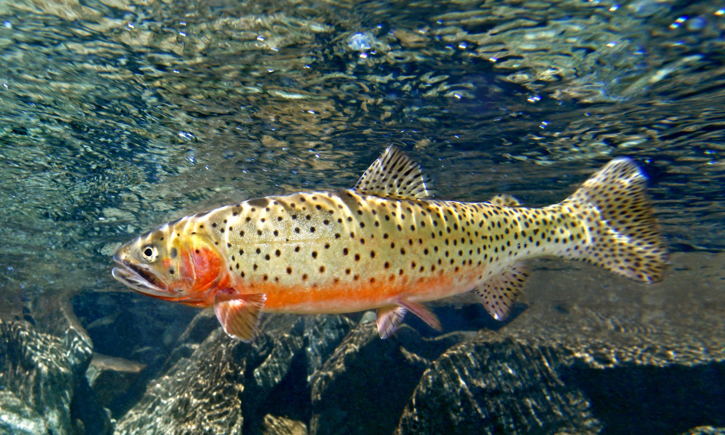 2500x1500 Colorado Cutthroat Greenback Cutthroat