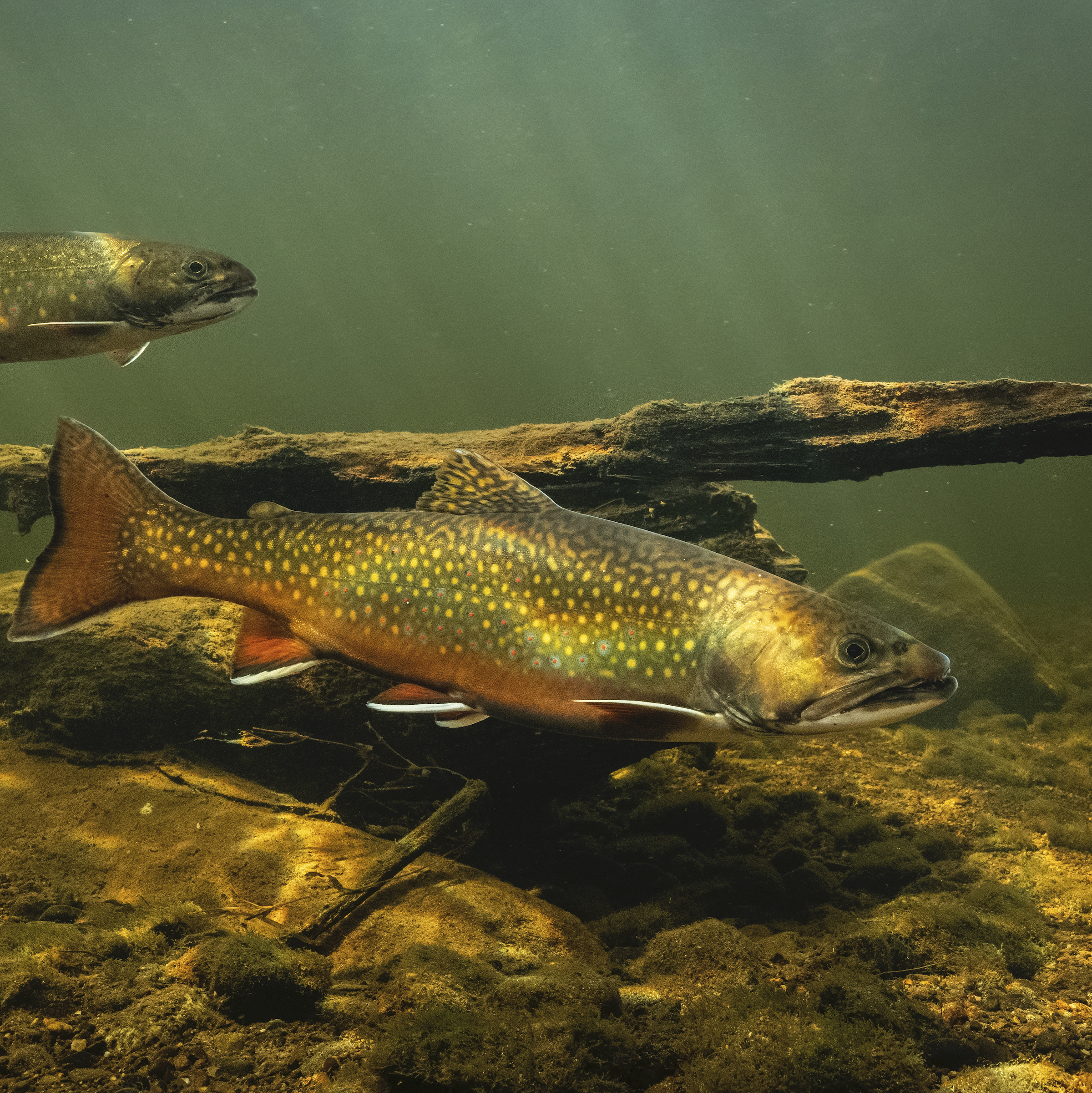 2400x2401 Cutthroat Archives