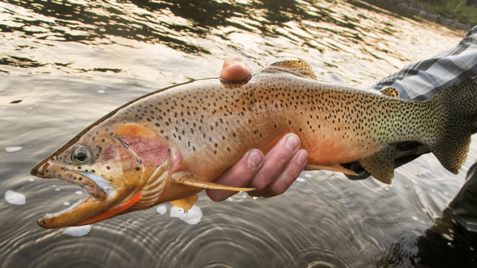 1920x1080 Fly Fishing Cutthroat Trout: Approaches for Catching Cutthroat Trout