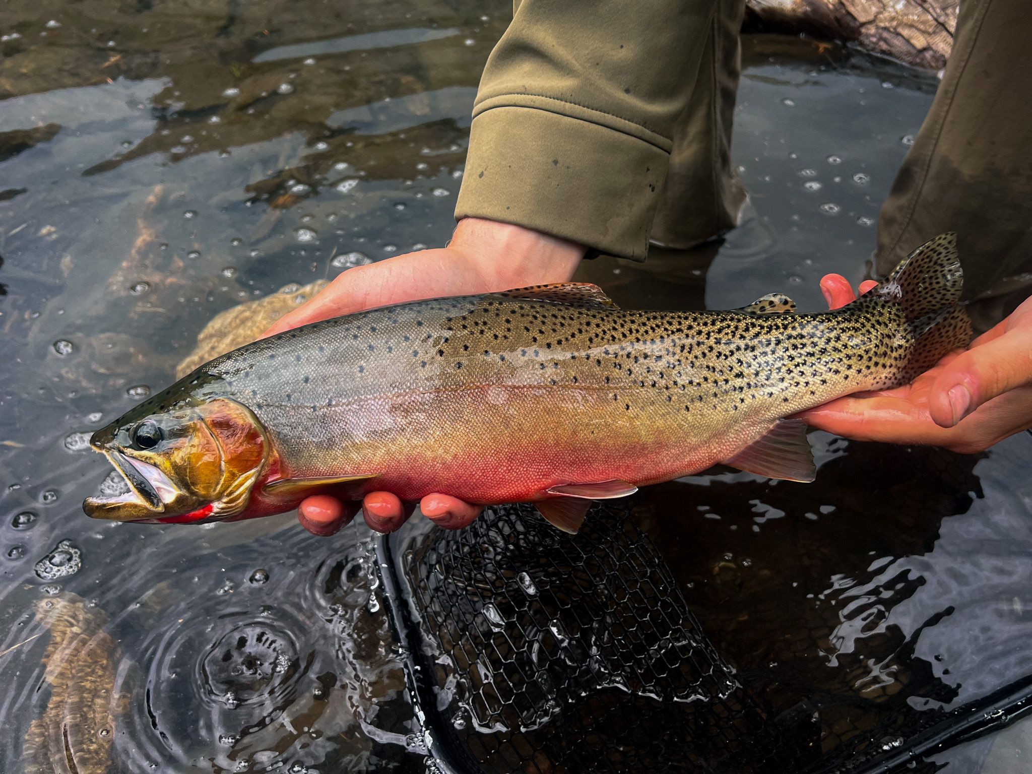 2048x1536 Westslope Cutthroat Trout Curious Angler