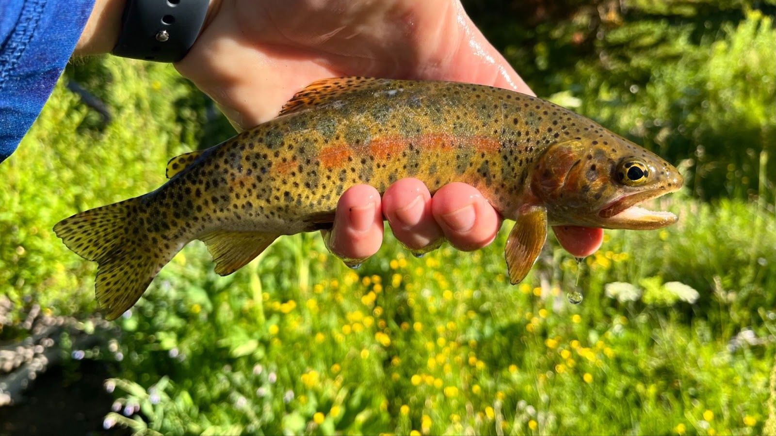 1600x900 Utah Cutthroat Slam. Identifying Cutthroat Trout
