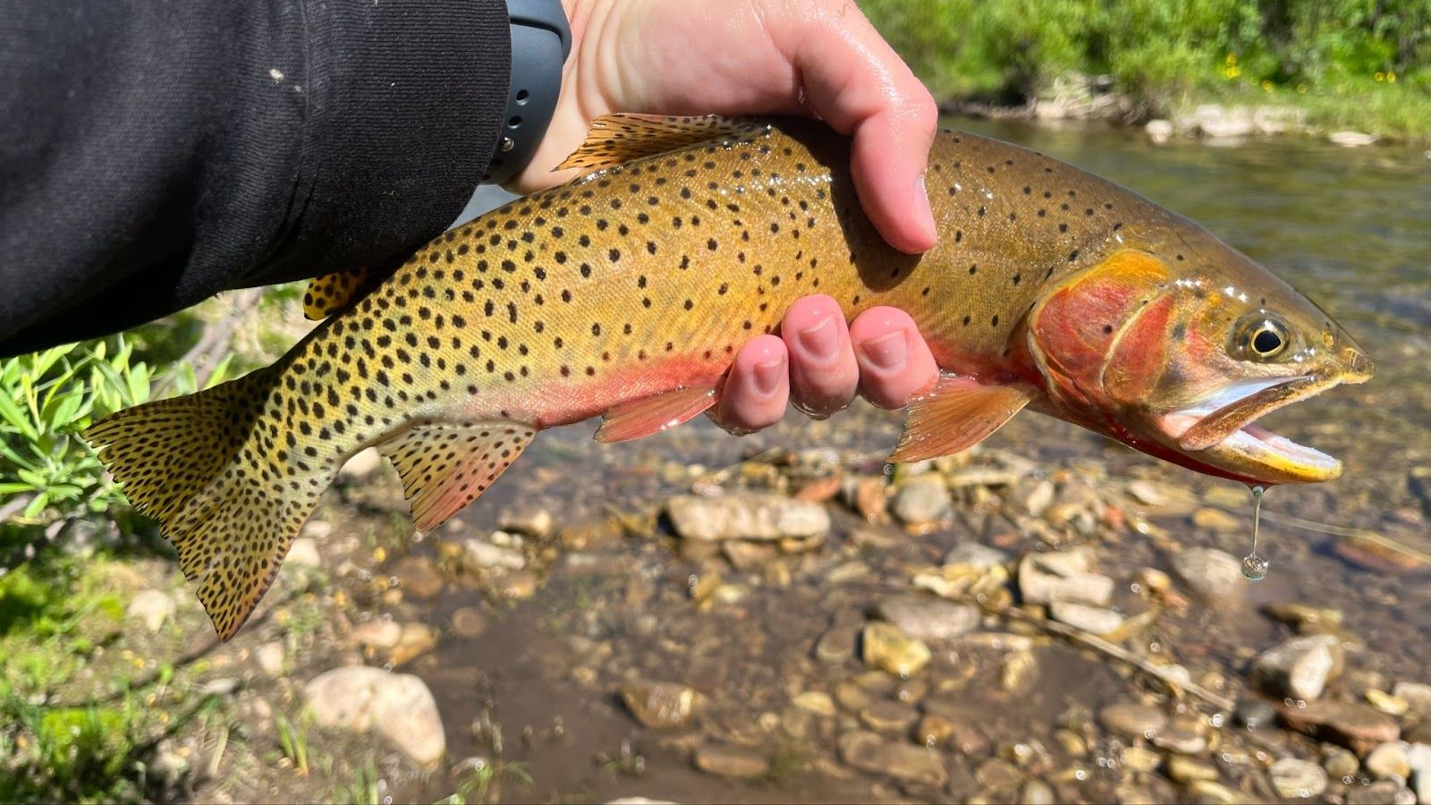 1600x900 Utah Cutthroat Slam. Identifying Cutthroat Trout
