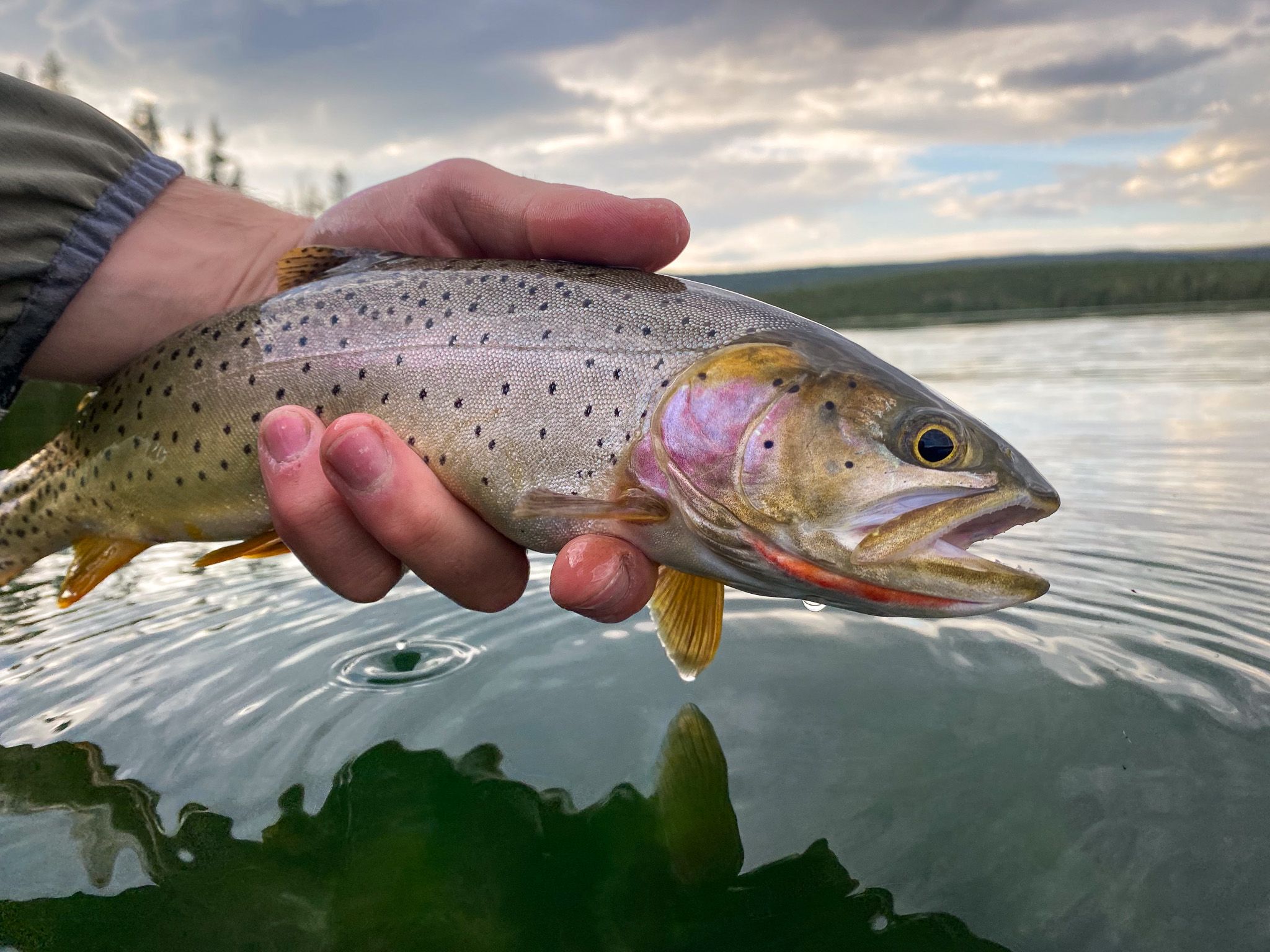 2048x1536 Yellowstone Cutthroat Trout Curious Angler
