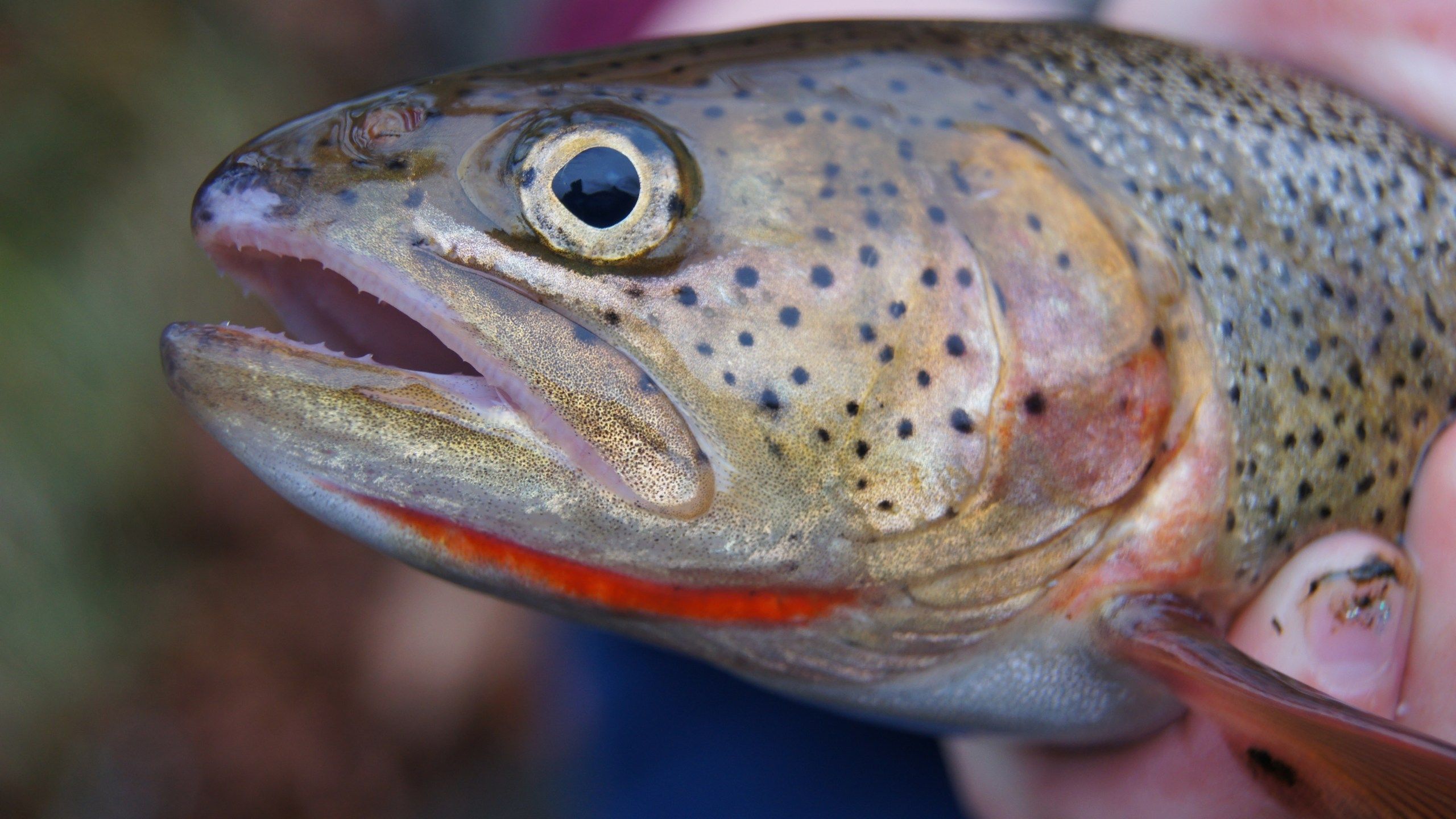 2560x1440 TWRA restocking cutthroat trout for first time since 1960s. WATE 6 On Your Side