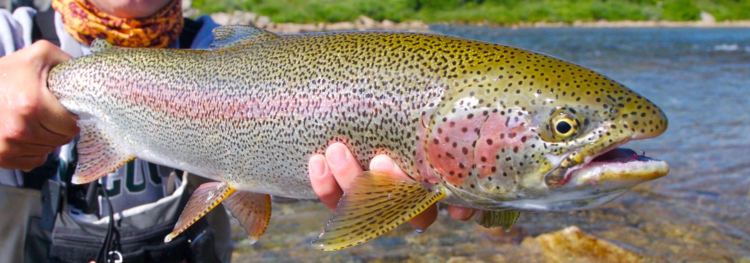 3190x1120 Trout of the World