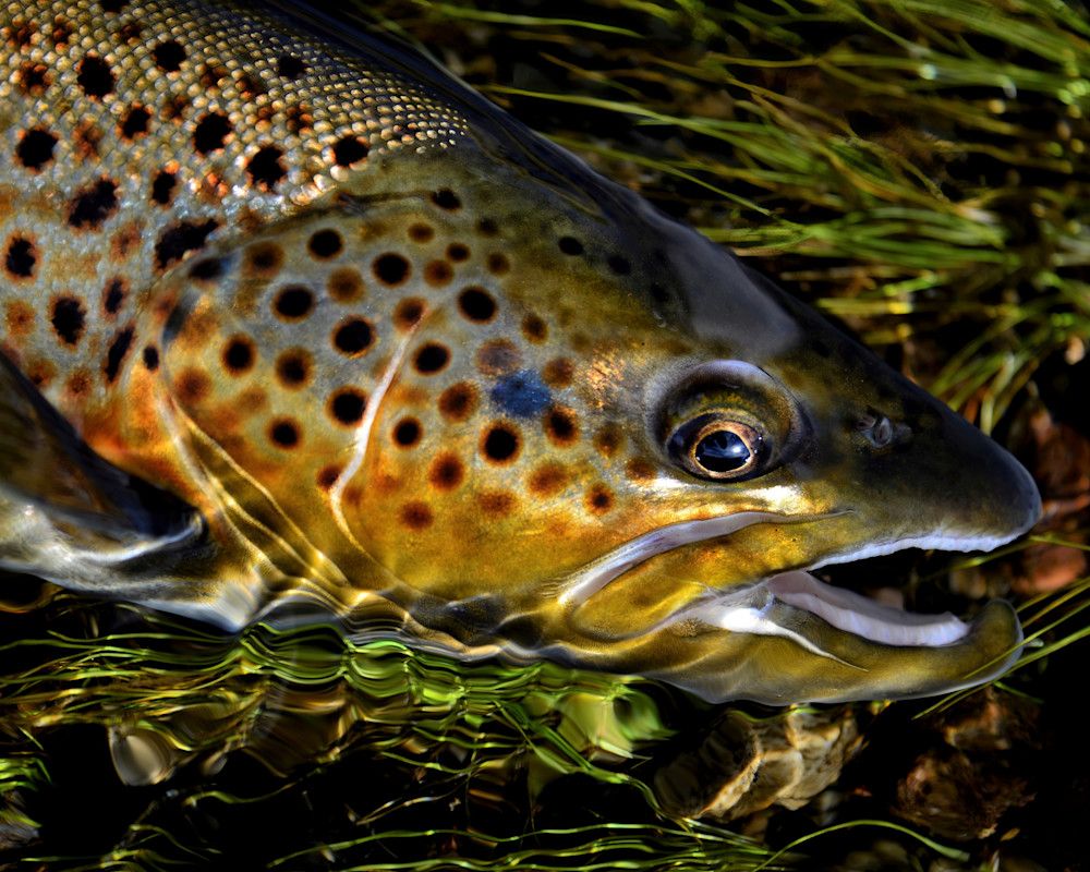 1000x800 Brown Trout Portrait Close Up 102 Photography Art. Fly Fishing Portraits