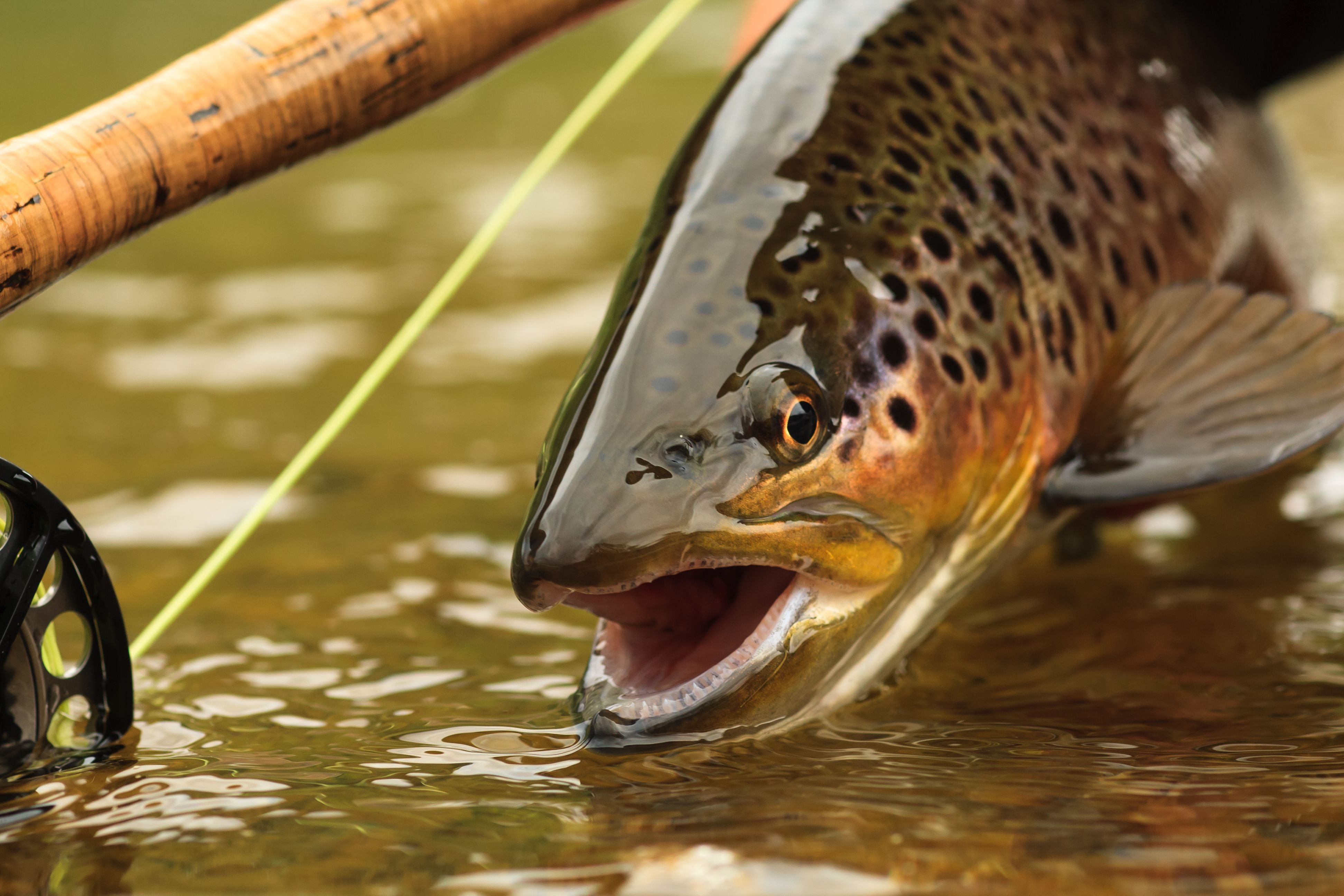 3888x2592 Why Wait? Fishing For Trout Can Be Productive Long Before The Last Saturday Of April Opener. Michigan Out Of Doors