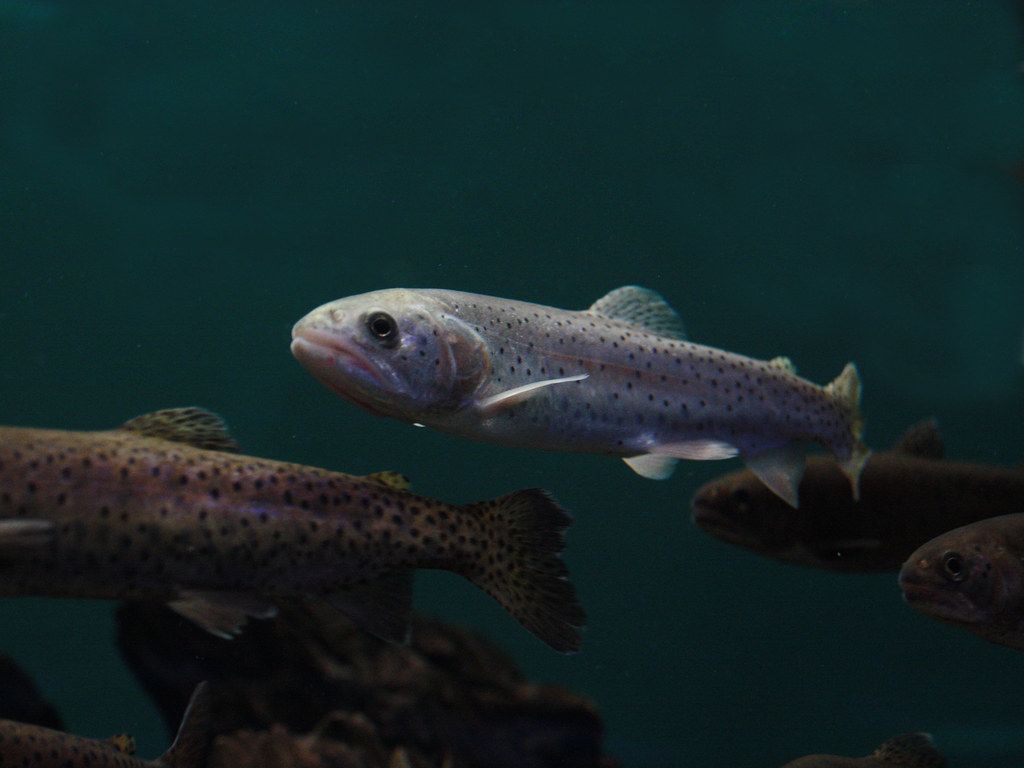 1024x768 Lahontan Cutthroat Trout (White). Oncorhynchus clarki hensh