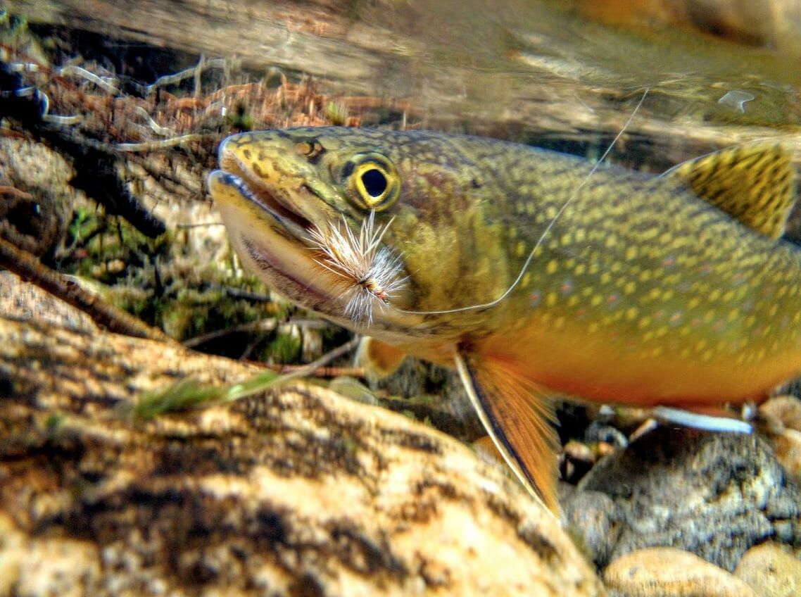 1138x848 Keeping Brook Trout Secrets In Appalachia