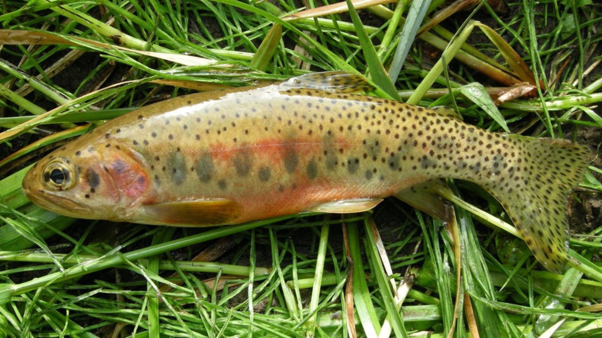 1920x1080 Yellowstone works to preserve native cutthroat trout