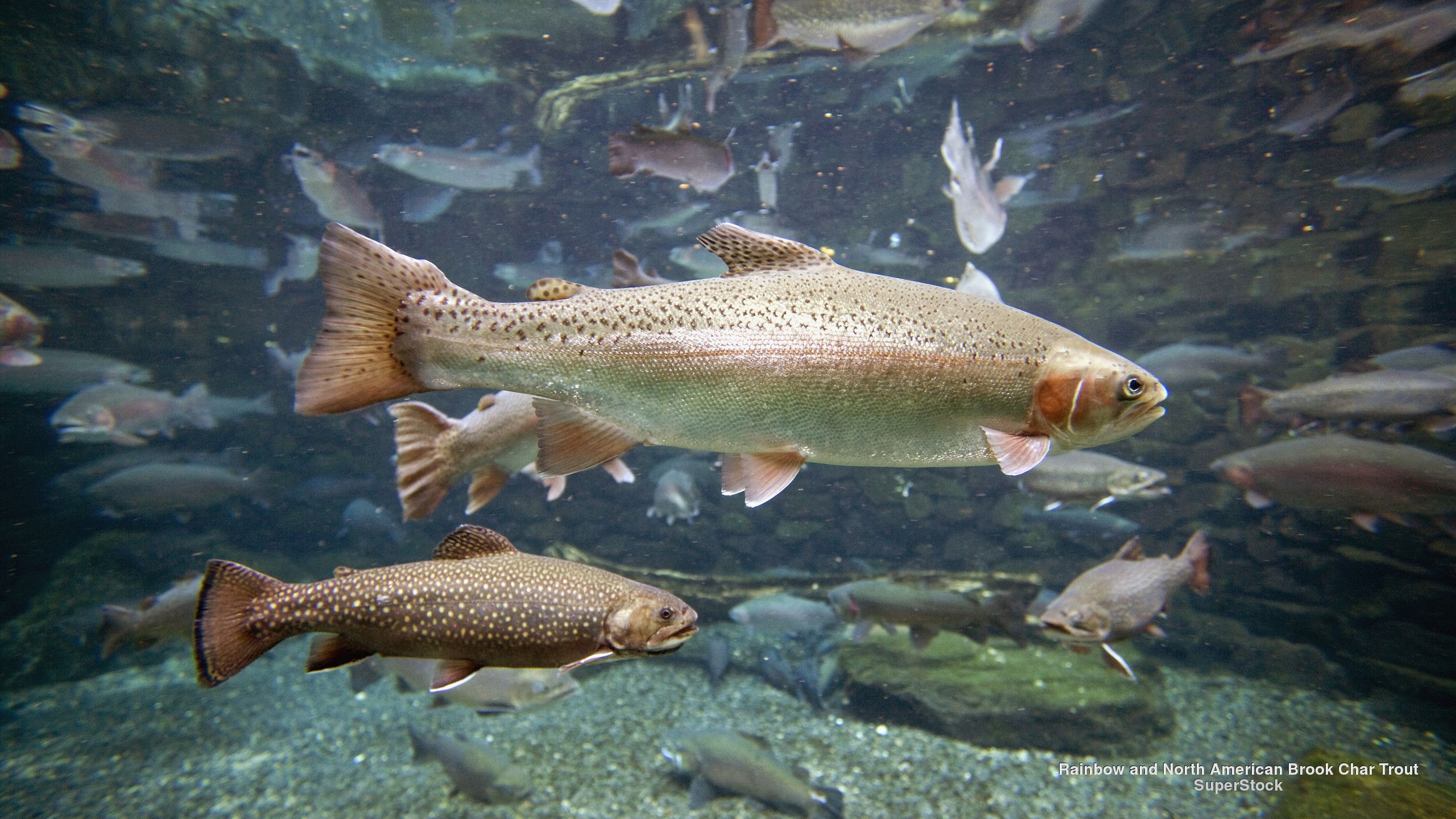2560x1440 Wallpaper widescreen, rainbow, wallpaper, water, fish, North American, fullscreen, Brook Char Trout for mobile and desktop, section животные, resolution 2560x1440