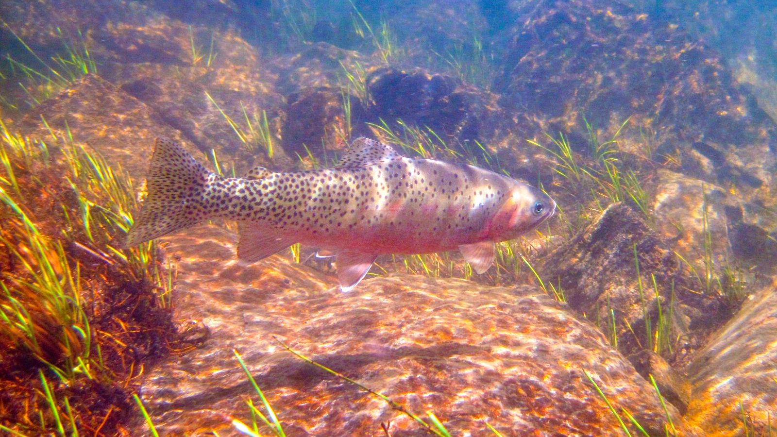 1600x900 Idaho Angler Catches New State Record Cutthroat Trout