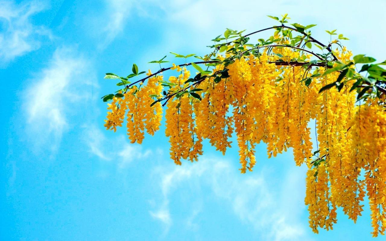 1280x800 Spring wallpaper 1280x800 desktop background