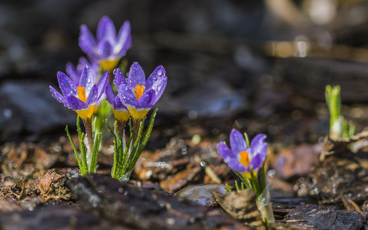 1280x800 Download wallpaper: Spring crocuses 1280x800