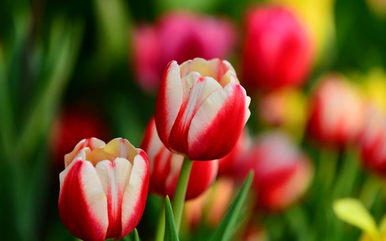 1280x800 Free download Buds Red And White Tulips Flowers Spring 1280 x 800