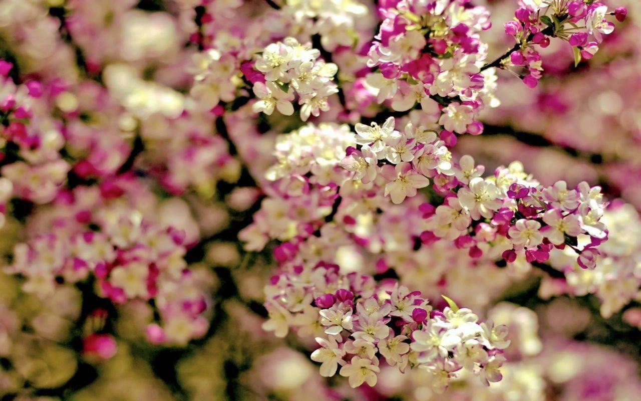 1280x800 Spring Trees. Spring Tree Flowers x 800. Download. Close