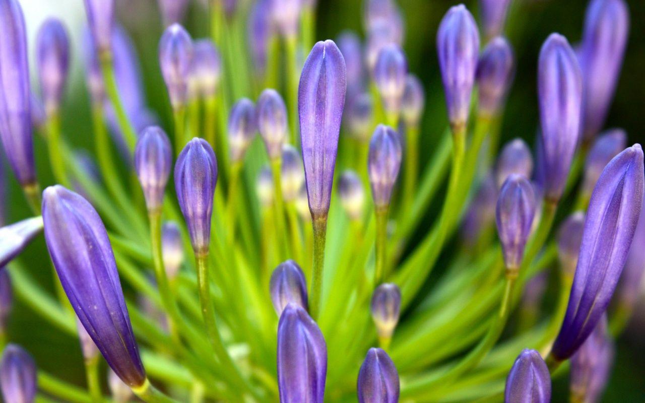 1280x800 Spring flowers desktop PC and Mac wallpaper