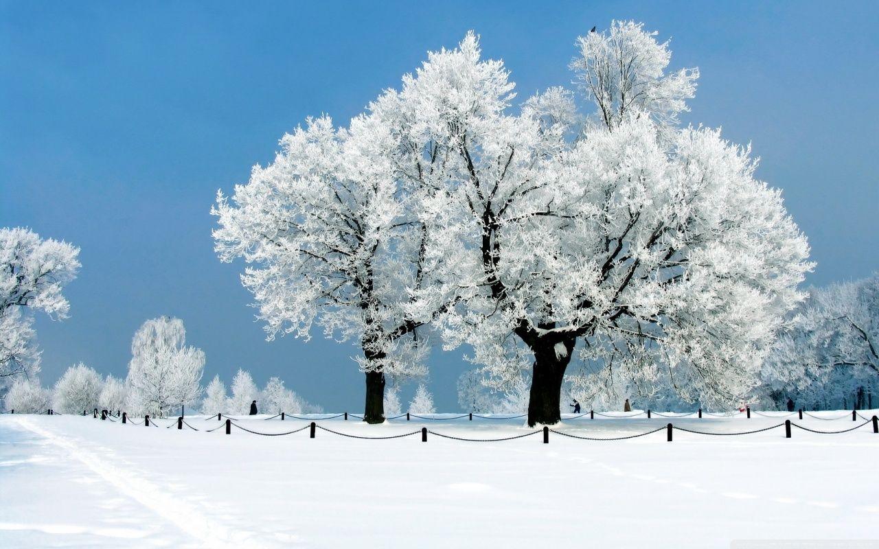 1280x800 White Tree ❤ 4K HD Desktop Wallpaper for 4K Ultra HD TV