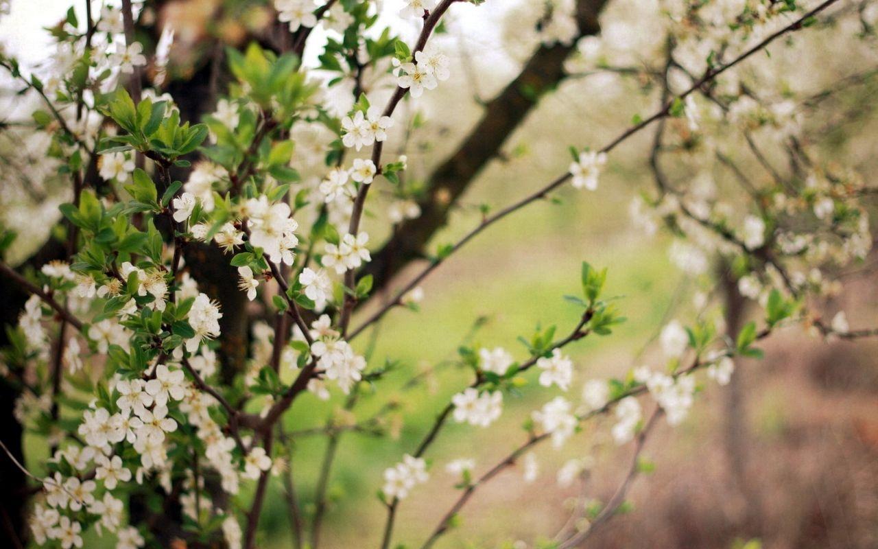 1280x800 Download wallpaper 1280x800 spring, flowering, cherry, garden