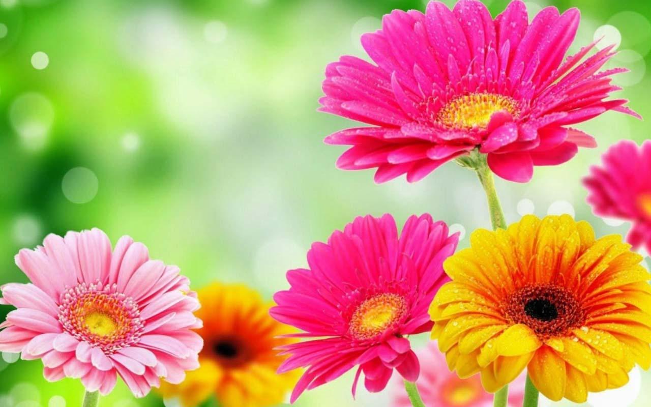 1280x800 Spring Flowers wallpaperx800