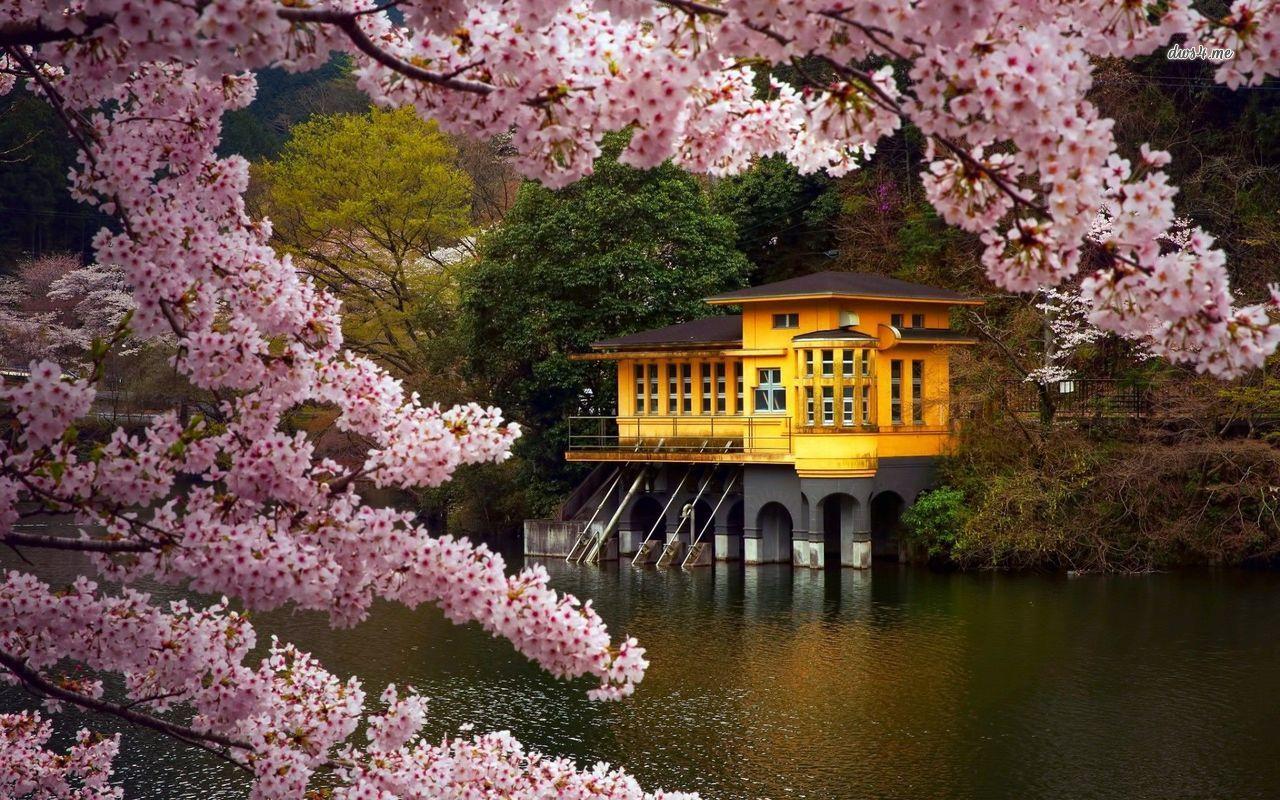 1280x800 p., Colin Barnett photo. Cherry blossoms in spring