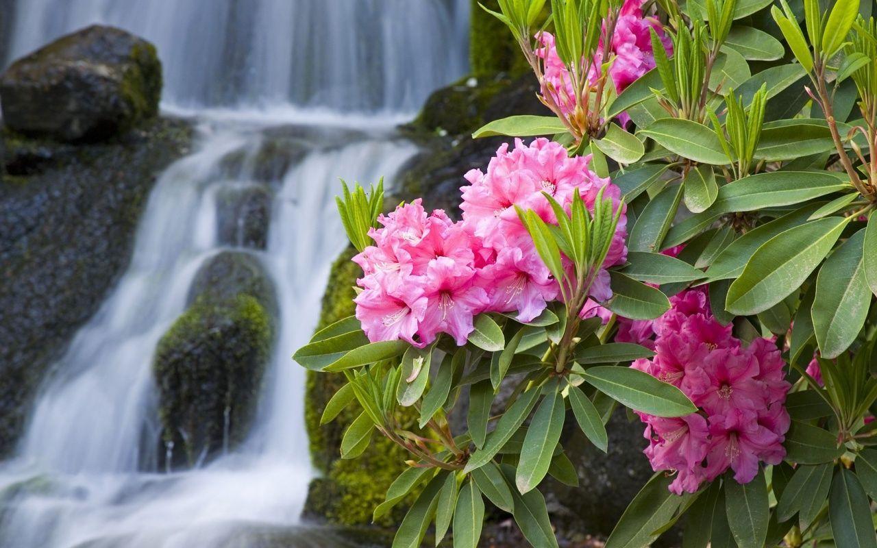 1280x800 Spring Flowers and Waterfall desktop PC and Mac wallpaper