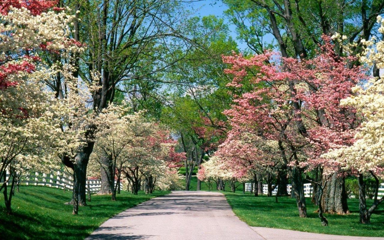 1280x800 Free Desktop Spring Wallpaper Nexus 1280x800 px, 376.24 Kb